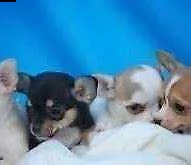  cuccioletto di pincher chihuahua mini toy 