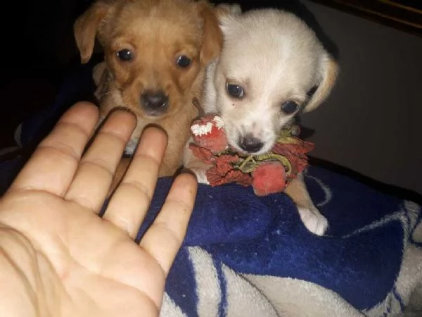 cuccioletto di pincher chiuhuahua docili