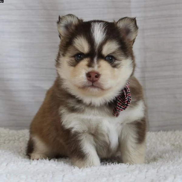 regalo siberian husky con pedigree consegna con : libretto sanitario, vaccini certificati dal veteri