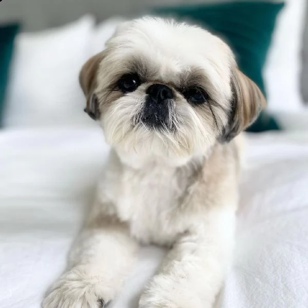 regalo cuccioli shih tzu avente : primi vaccini, passaporto, libretto sanitario, microchip. possibil