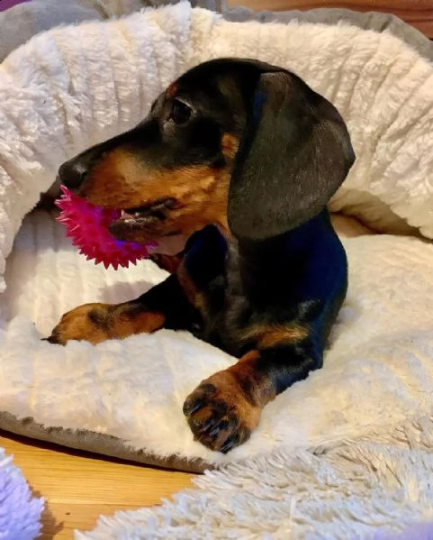 regalo bassotto cuccioli (maschio e femmina) bellissimi cuccioli di bassotto, maschio e femmina, si 