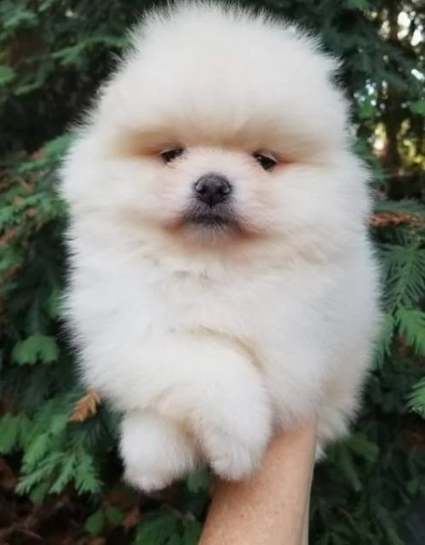 validi cucciolotti di volpino pomerania boo