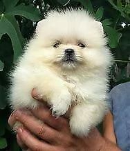  cucciolo di spitz della pomerania 