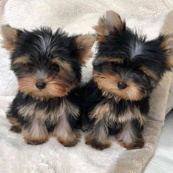 regalo cuccioli di razza yokshire  consegna con il libretto sanitario,  il michrochip, vaccinati e s