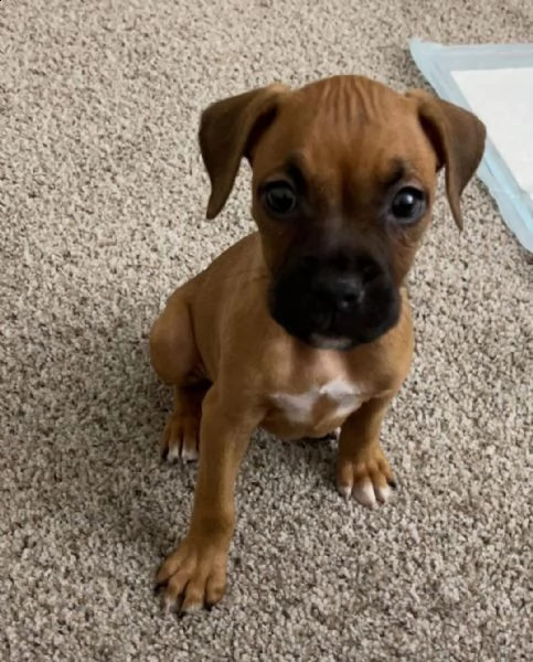 regalo estremamente carino cuccioli di boxer per l'adozione sono a casa sollevati e vasino addestrat