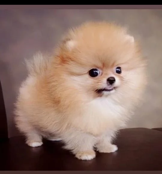 regalo pit bull cuccioli meravigliosi ! nati in casa da nostri esemplari ipertipici carattere ottimo