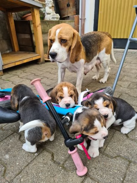 bellissimo beagle | Foto 0