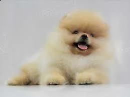 spitz pomerania buonissimi inteligentissimi 