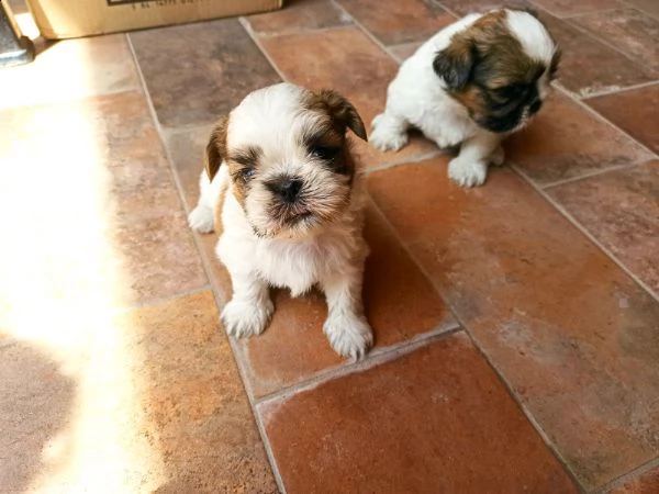 cuccioli di shih tzu maschi e femmine 