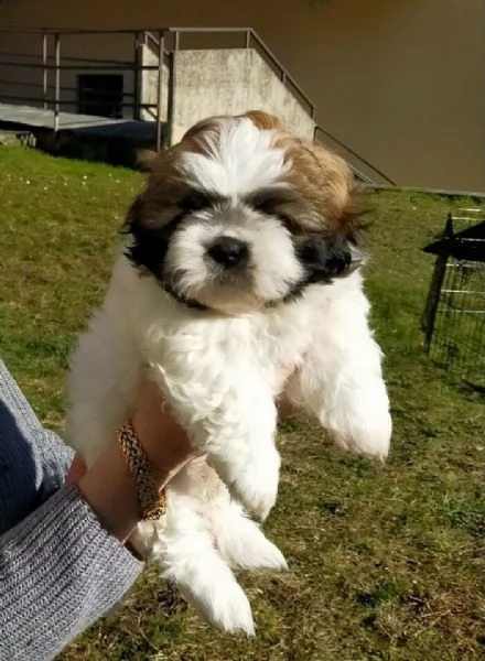  shih-tzu cuccioli 