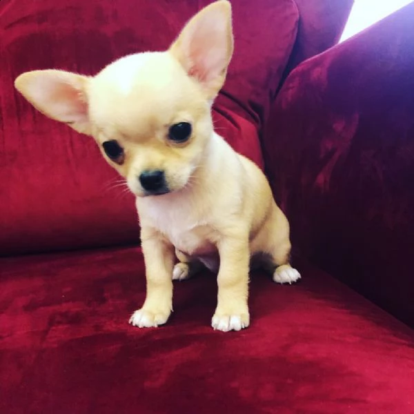 regalo cucciolo regalo cuccioli di chihuahua