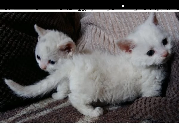 gattini di razza munchkin disponibili ora