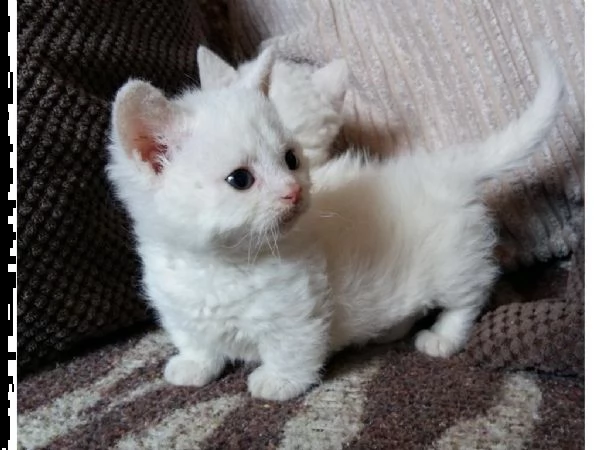 splendidi cuccioli di munchkin