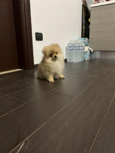 spitz nano detto volpino di pomerania toy 