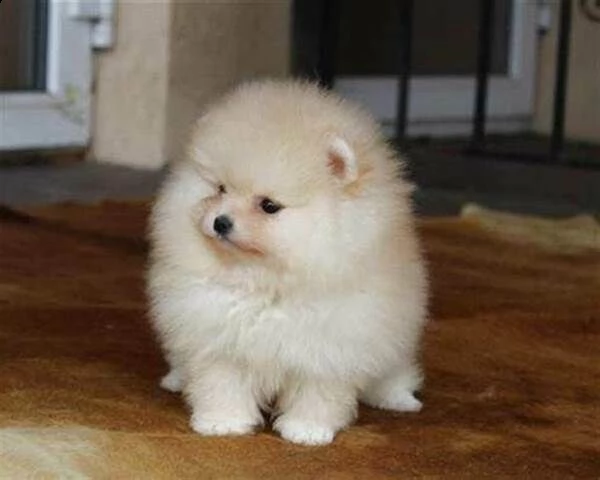  cuccioli di spitz pomerania 