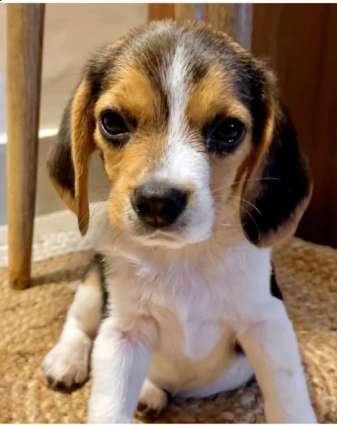 cuccioli tempestivi in ??adozione