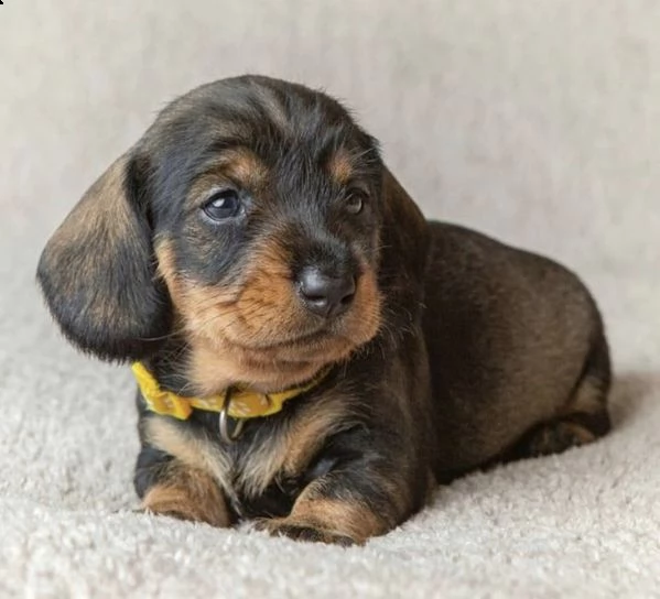  regalo adorabili cuccioli  bassotto femminucce e maschietti