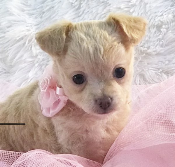 cuccioli di chihuahua per adozione