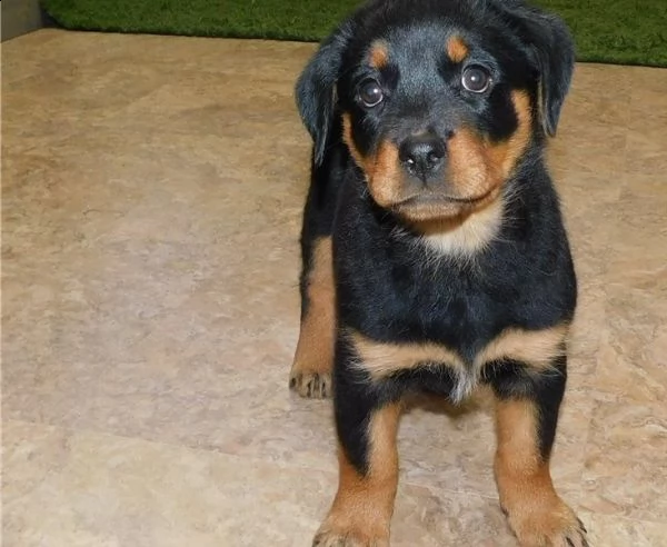 adorabili cuccioli di rottweiller impostati per l'adozione, sono gabbie domestiche aggiornate sullo 