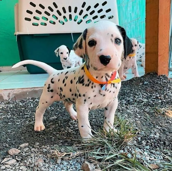  cuccioli dalmata per l'adozione
