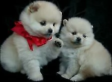 spitz pomerania toy /.