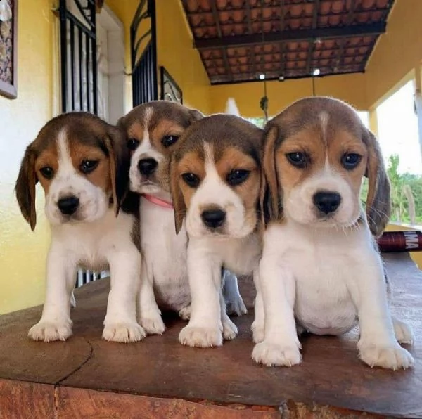 beagle elizabeth