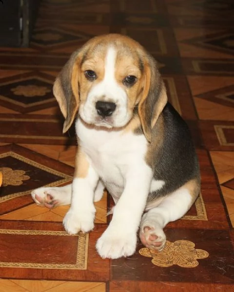  beagle elizabeth 