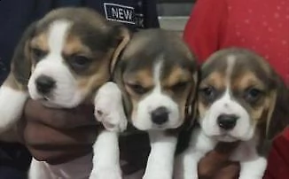 cuccioli di beagle di due mesi e mezzo, vengono
