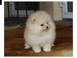 spitz di pomerania buonissimi inteligentissimi