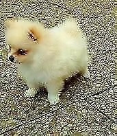cuccioletto di spitz pomerania toy