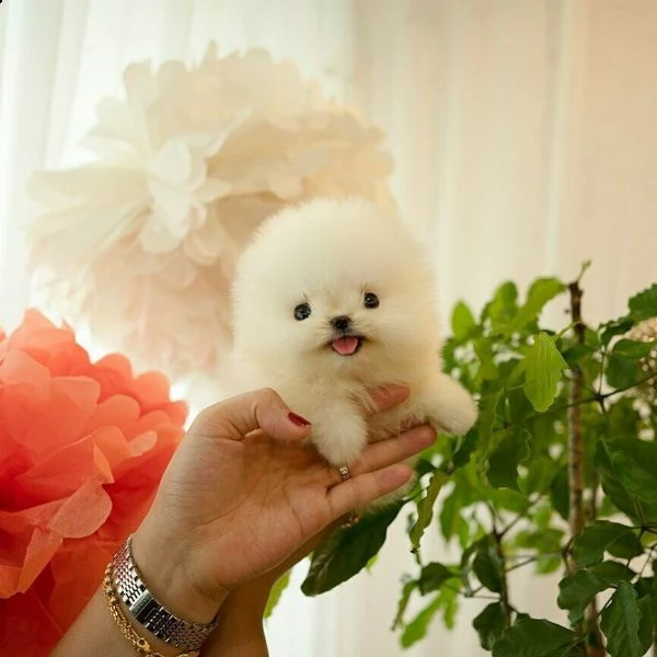  pomerania spitz da borsetta 