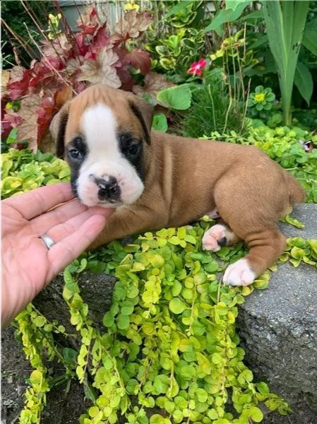 adorabili cuccioli di boxer