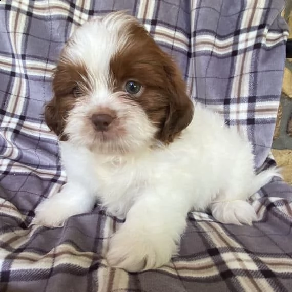 adorabili cuccioli di shih tzu maschi e femmine