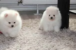  cuccioli di volpino toy 