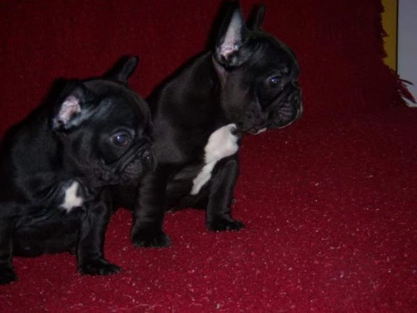 cuccioletto di bulldog francese 