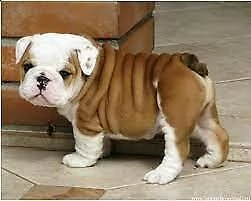 cuccioletto di buldog inglese buonissimi i