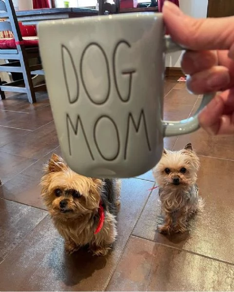 regalo cucciolo regalo abbiamo avere amorevole yorkie cuccioli per l'adozione abbiamo avere yorkie a