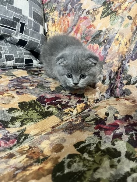 Cuccioli schottish fold | Foto 7