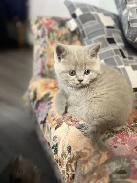 Cuccioli schottish fold | Foto 6