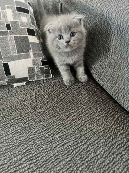 Cuccioli schottish fold | Foto 5