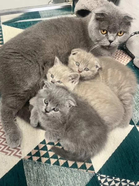 Cuccioli schottish fold