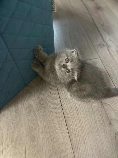 Cuccioli schottish fold | Foto 4