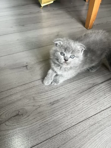 Cuccioli schottish fold | Foto 3