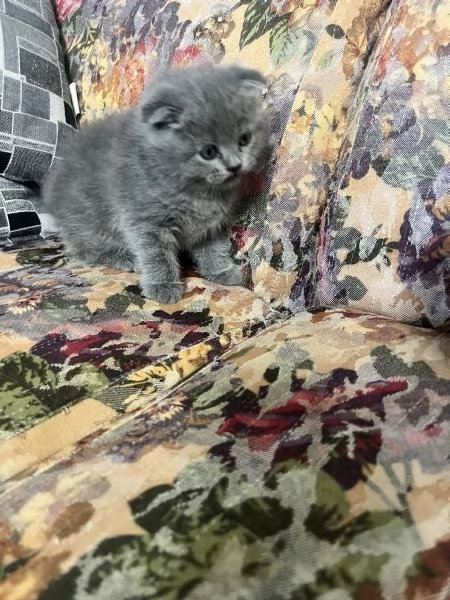 Cuccioli schottish fold | Foto 2