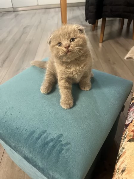 Cuccioli schottish fold | Foto 1