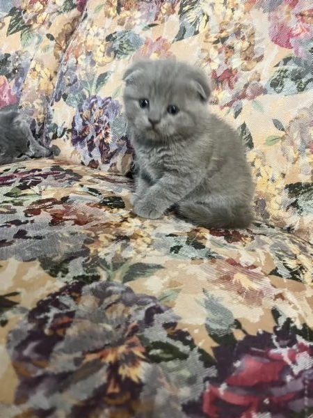 Cuccioli schottish fold | Foto 0