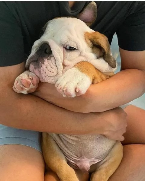 regalo di razza pura regalo bulldog inglese regalo cucciolo