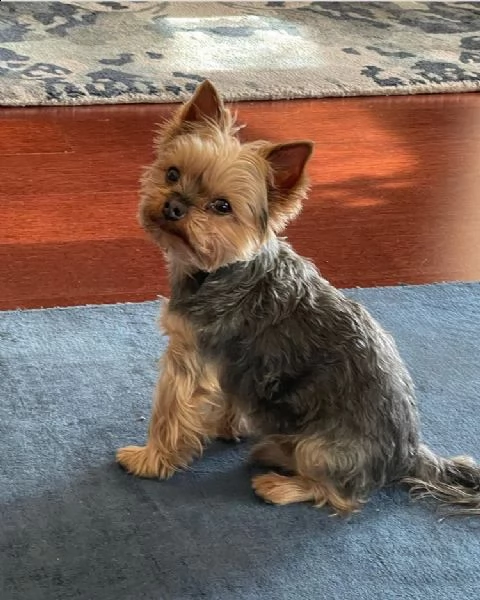 regalo cucciolo regalo abbiamo avere amorevole yorkie cuccioli per l'adozione abbiamo avere yorkie a