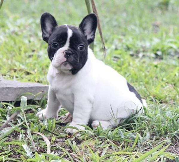 simpatici cuccioli di toro francese in adozione gratuita 