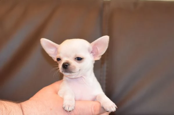 ==regalo cucciolo regalo cuccioli di chihuahua